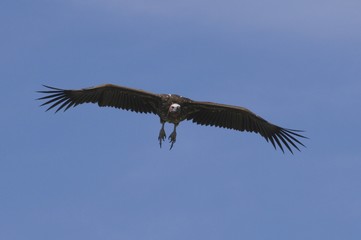 Flying vulture, Masai Mara National Reserve, Kenya, Africa
