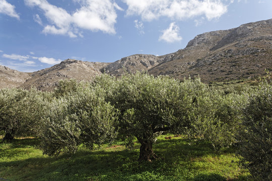 Olive grove, Crete, Greece, Europe