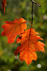American red oak - leaves in autumn colours - colourful foliage (Quercus rubra)