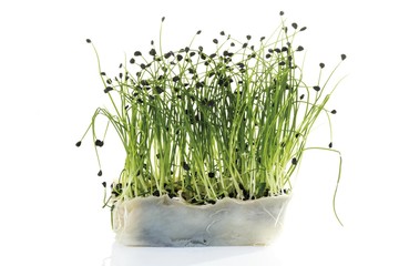 Rock chives