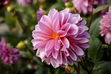 Flowering Dahlia (Dahlia), Wachenroth, Middle Franconia, Bavaria, Germany, Europe