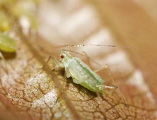 Aphid (Aphididae), Germany, Europe