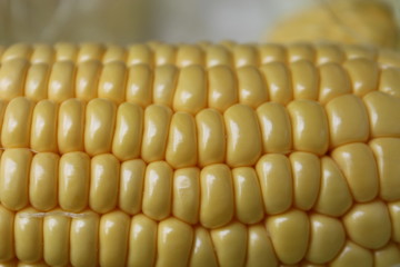 close up corn