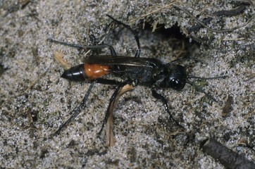 Mud Wasp (Podalonia affinis)