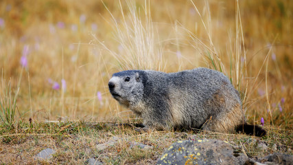Marmot in the grass in Mercantour National Park, val de l'Ubayette