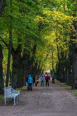 The alley between trees in the park
