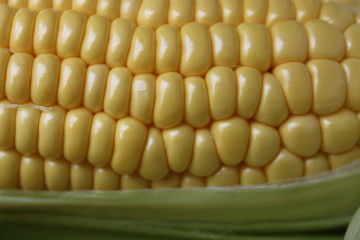 close up corn