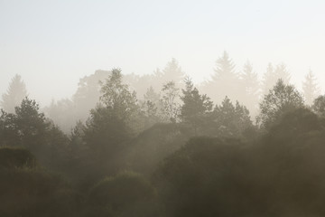 Morning fog at Isar river, Upper Bavaria, Germany, Europe