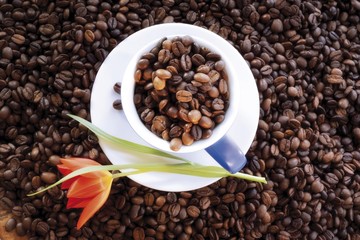 Coffee beans in a coffee cup and saucer, tulip