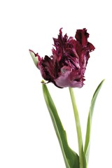 Purple tulip (Tulipa)