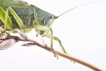 Great Green Bush Cricket (Tettigonia viridissima) on an ear of grain