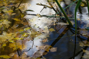 The reflection of the bright autumn in the puddle