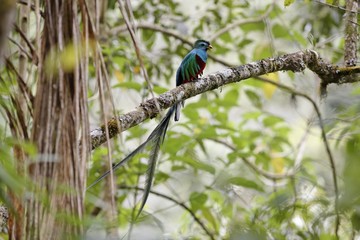 Resplendent Quetzal (Pharomachrus mocinno), male, Los Quetzales National Park, Costa Rica, Central America