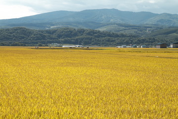 北海道の水田