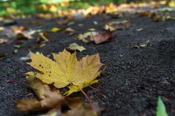 Autumn leaves on the road during fall