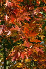 American red oak - leaves in autumn colours - colourful foliage (Quercus rubra)