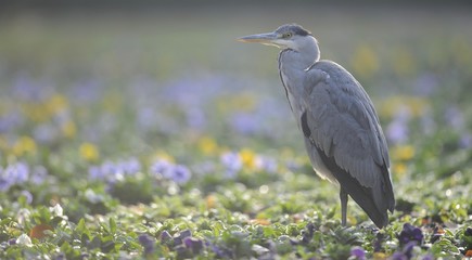 Grey Heron (Ardea cinerea) in bed of flowers