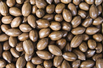 Pecans (Carya illinoinensis)