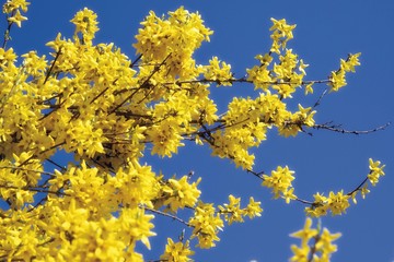 Forsythia shrub (Forsythia)