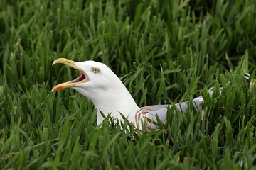 Screaming herring gull sitting on the nest in the breeding area (Larus argentatus)