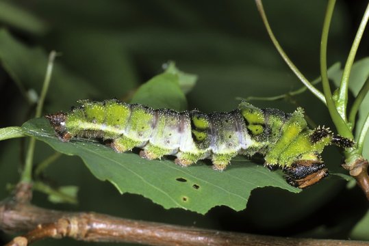 Poplar Admiral (Limenitis populi), caterpillar