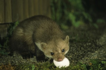 Beech Marten, Martes foina, with stolen hen's egg