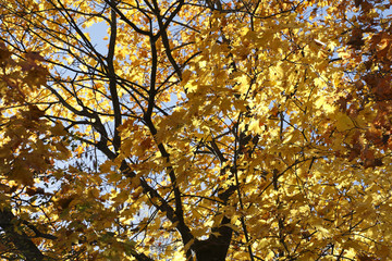Norway Maple, Acer platanoides, Germany, Europe