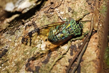 Green cicade, cicada, Costa Rica, Central America
