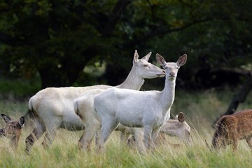 Fototapeta na wymiar Watchful white female red deers during the rut - white hinds (Cervus elaphus)