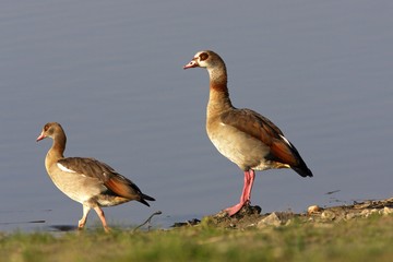 Egyptian goose - couple of egyptian geese - pair (Alopochen aegyptiacus)