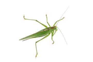 Bush-cricket (Tettigonia viridissima)