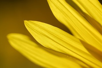 Fototapeta premium Sunflower (Helianthus annuus) detail, Bad Woerishofen, Lower Allgaeu, Bavaria, Germany, Europe