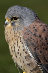 Common kestrel - male - portrait (Falco tinnunculus)