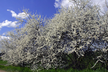 Flowering blackthorn - sloe (Prunus spinosa)