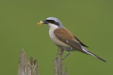 Red-backed shrike (Lanius collurio) with prey