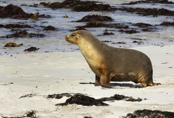 Australian Sea Lion (Neophoca cinerea), Seal Bay, Kangaroo Island, Australia, Oceania
