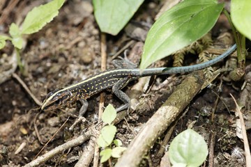 Central American ameiva lizard (Ameiva festiva), Costa Rica, Central America