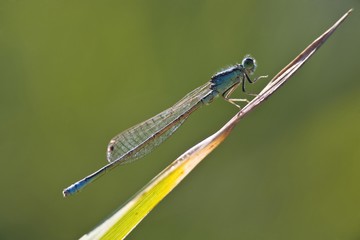 Blue-tailed Damselfly (Ischnura elegans)