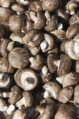 Shiitake Mushrooms (Lentinula edodes)