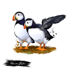Atlantic Puffin digital art illustration isolated on white. Species of seabird in auk family, arctic coastal bird, pair of tufted and horned puffins of black and white color with orange beak