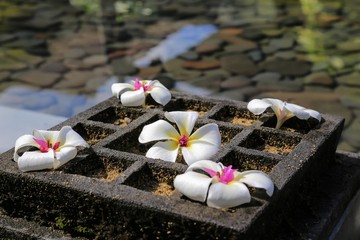 Garten Gartenbau: Zengarten mit Frangipani Blüten im Teich Wasserbecken
