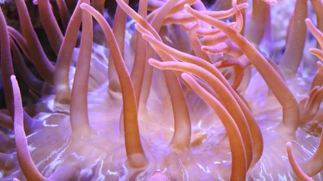 Sea Anemone