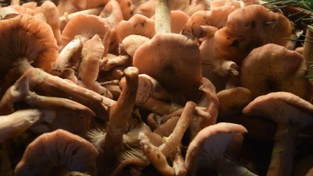 Armillaria mellea V&aacute;clavka Honiggelber Hallimasch obecn&aacute; Puza Funghi Opieńka Опёнок осенний miodowa video chiodini Keltamesisieni Fungo Honungsskivling chiodino 蜜環菌 Ghebe cu ナラタケ inel fungus