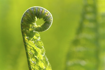 Fern (aspidium filix-mas)