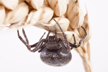 Walnut orb weaver spider (Nuctenea umbratica)