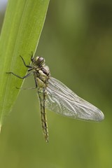 Four-spotted Chaser or Skimmer (Libellula quadrimaculata) shortly after hatching