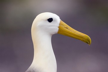 Waved Albatross or Galapagos Albatross (Diomedea irrorata), Genovesa Island, Galapagos Islands, UNESCO World Heritage Site, Ecuador, South America