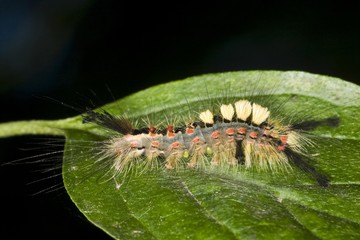 Rusty Tussock Moth or Vapourer (Orgyia antiqua)