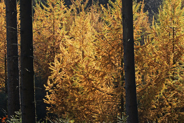 Larch - european larchs - needles in autumn colours (Larix decidua)