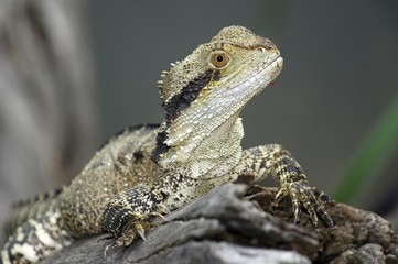 Australian Water Dragon (Physignathus lesueurii) , Australia, Oceania